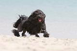 PETIT CHIEN LION 138